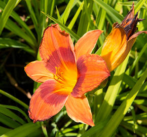 Denivka 'Rocket City' - Hemerocallis 'Rocket City'