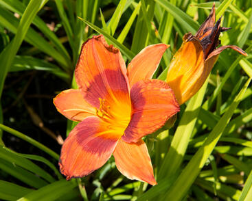 Denivka 'Rocket City'