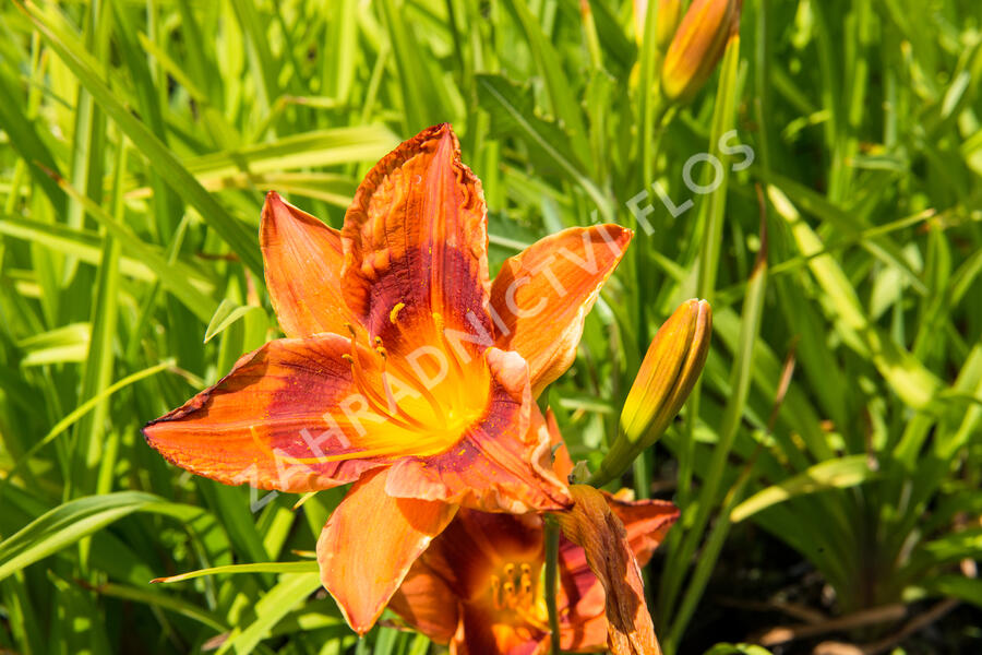 Denivka 'Rocket City' - Hemerocallis 'Rocket City'