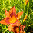 Denivka 'Rocket City' - Hemerocallis 'Rocket City'