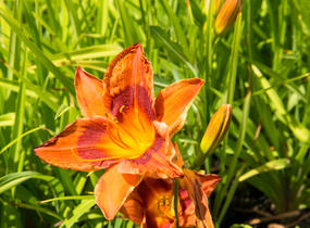 Denivka 'Rocket City' - Hemerocallis 'Rocket City'