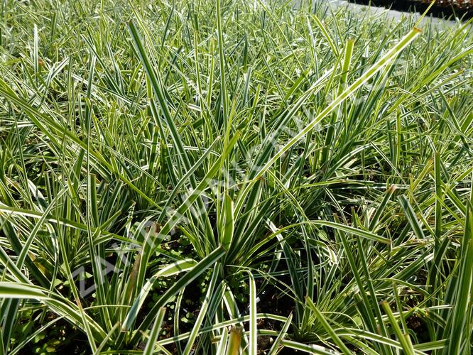 Ostřice ošimenská 'Everest' - Carex oshimensis 'Everest'