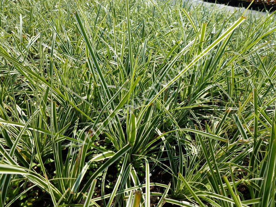 Ostřice ošimenská 'Everest' - Carex oshimensis 'Everest'