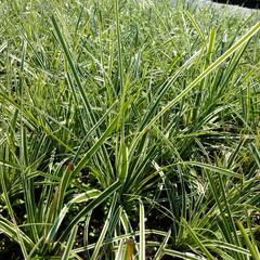 Ostřice ošimenská 'Everest' - Carex oshimensis 'Everest'