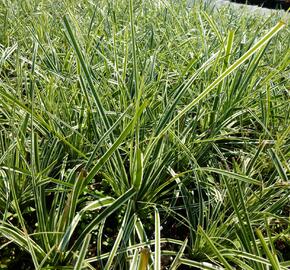 Ostřice ošimenská 'Everest' - Carex oshimensis 'Everest'