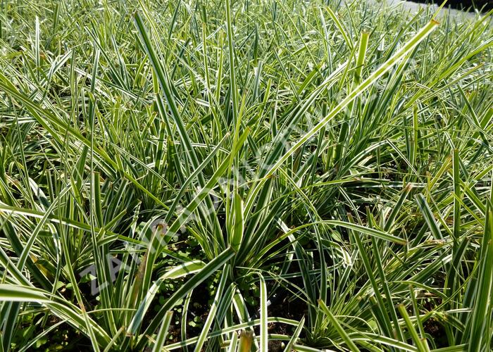 Ostřice ošimenská 'Everest' - Carex oshimensis 'Everest'