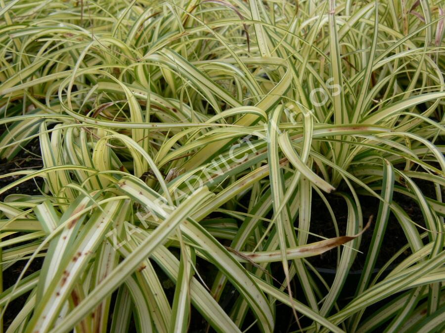 Ostřice ošimenská 'Supergold' - Carex oshimensis 'Supergold'