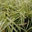 Ostřice ošimenská 'Supergold' - Carex oshimensis 'Supergold'