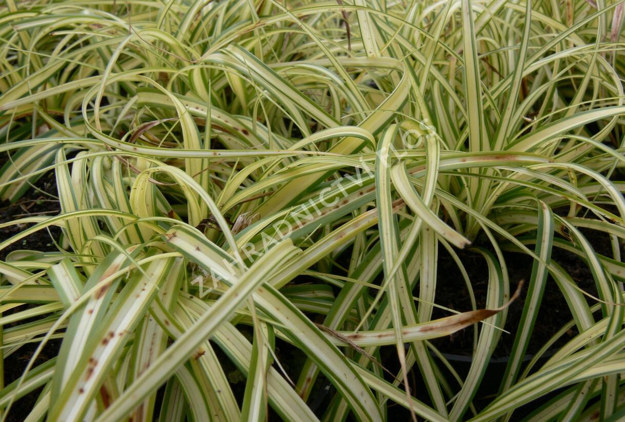 Ostřice ošimenská 'Supergold' - Carex oshimensis 'Supergold'