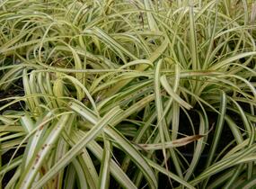 Ostřice ošimenská 'Supergold' - Carex oshimensis 'Supergold'