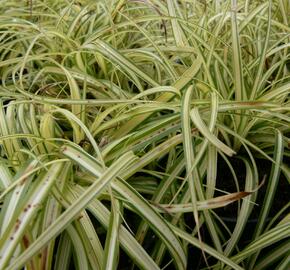 Ostřice ošimenská 'Supergold' - Carex oshimensis 'Supergold'