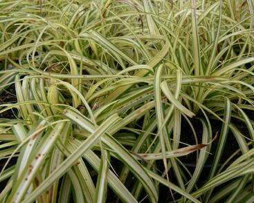 Ostřice ošimenská 'Supergold'