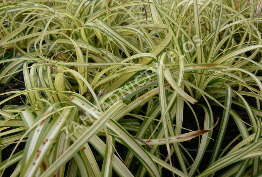 Ostřice ošimenská 'Supergold' - Carex oshimensis 'Supergold'