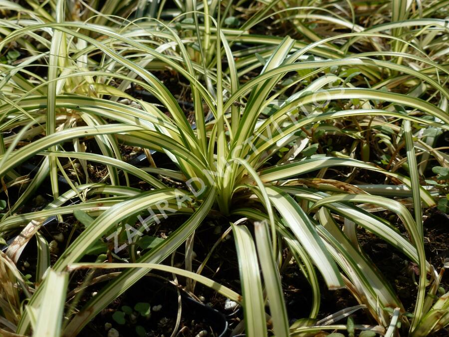 Ostřice ošimenská 'Supergold' - Carex oshimensis 'Supergold'