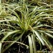 Ostřice ošimenská 'Supergold' - Carex oshimensis 'Supergold'