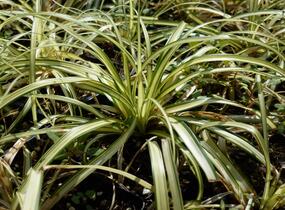 Ostřice ošimenská 'Supergold' - Carex oshimensis 'Supergold'