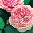Anglická růže Davida Austina 'Geoff Hamilton' - Rosa S 'Geoff Hamilton'