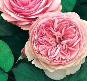 Anglická růže Davida Austina 'Geoff Hamilton' - Rosa S 'Geoff Hamilton'