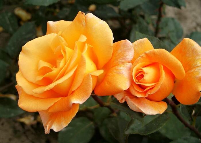 Růže velkokvětá 'Whisky' - Rosa VK 'Whisky'