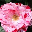 Růže velkokvětá 'Twist' - Rosa VK 'Twist'
