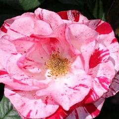 Růže velkokvětá 'Twist' - Rosa VK 'Twist'
