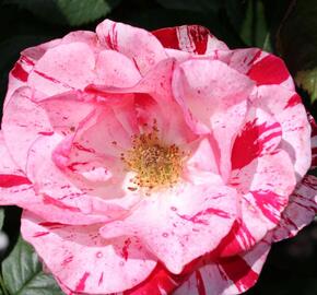 Růže velkokvětá 'Twist' - Rosa MK 'Twist'
