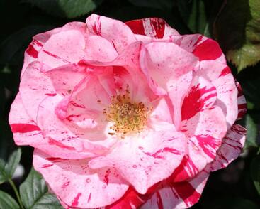 Růže mnohokvětá 'Twist'