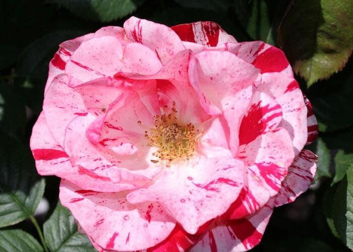 Růže velkokvětá 'Twist' - Rosa VK 'Twist'