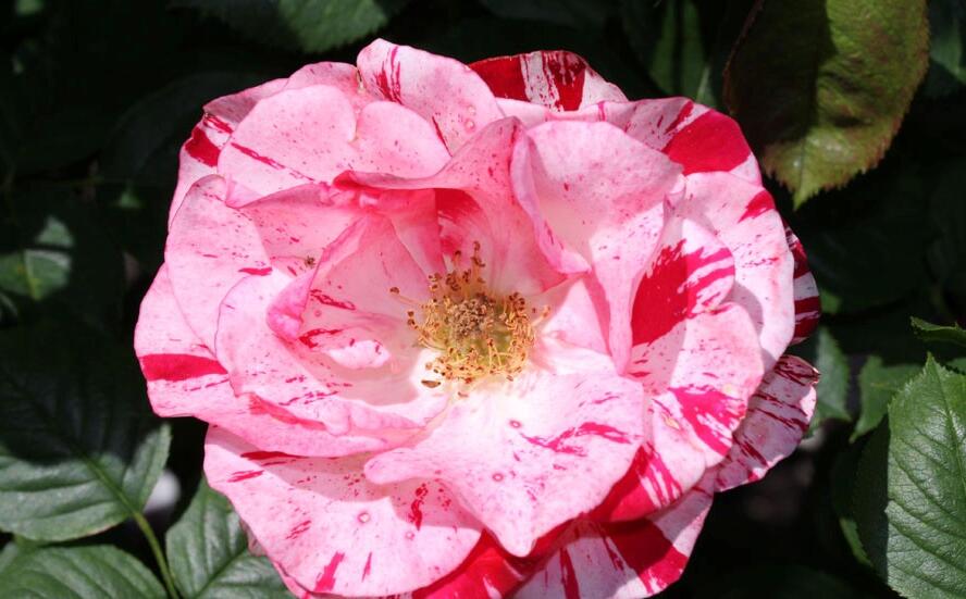 Růže mnohokvětá 'Twist' - Rosa MK 'Twist'
