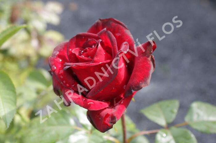 Růže velkokvětá 'Schwarze Madonna' - Rosa VK 'Schwarze Madonna'