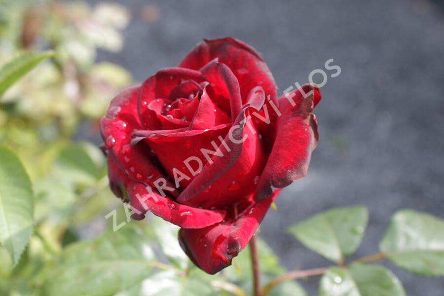 Růže velkokvětá 'Schwarze Madonna' - Rosa VK 'Schwarze Madonna'