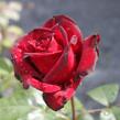 Růže velkokvětá 'Schwarze Madonna' - Rosa VK 'Schwarze Madonna'
