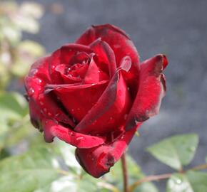 Růže velkokvětá 'Schwarze Madonna' - Rosa VK 'Schwarze Madonna'