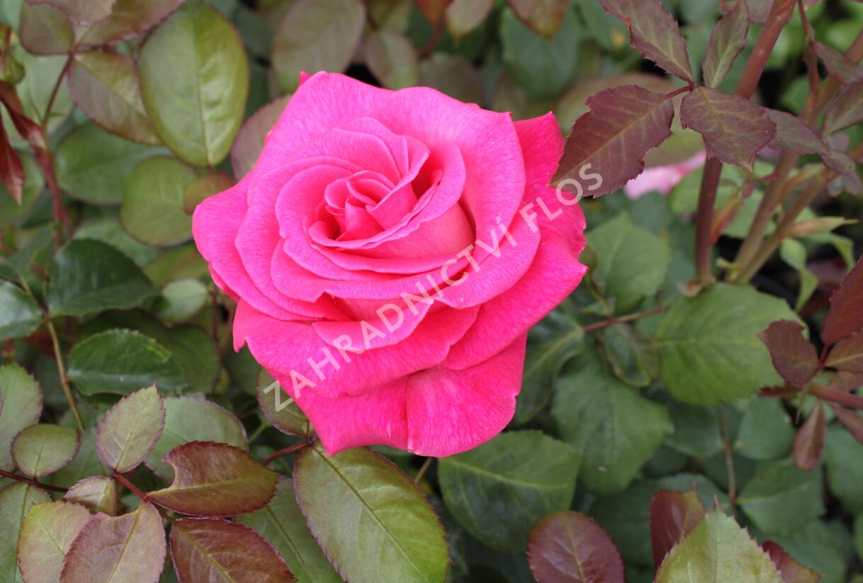 Růže velkokvětá 'Semčice' - Rosa VK 'Semčice'