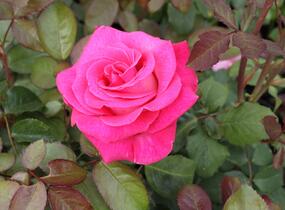 Růže velkokvětá 'Semčice' - Rosa VK 'Semčice'