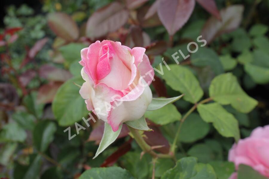 Růže velkokvětá 'Semčice' - Rosa VK 'Semčice'