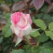 Růže velkokvětá 'Semčice' - Rosa VK 'Semčice'