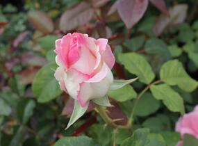 Růže velkokvětá 'Semčice' - Rosa VK 'Semčice'