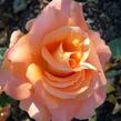Růže velkokvětá 'Remy Martin' - Rosa VK 'Remy Martin'