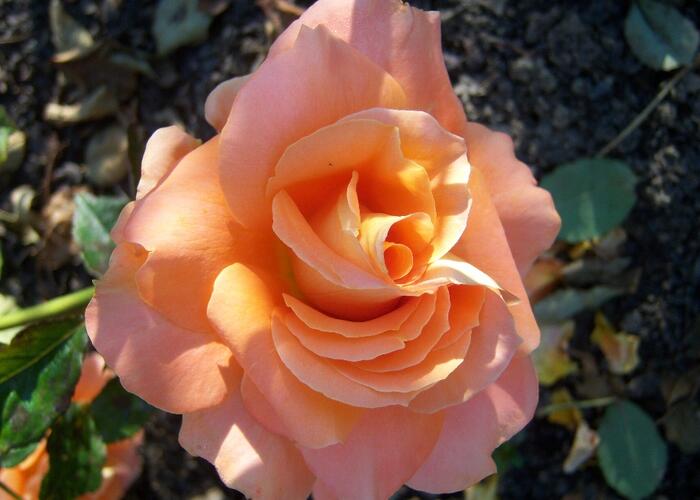 Růže velkokvětá 'Remy Martin' - Rosa VK 'Remy Martin'