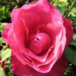 Růže velkokvětá 'Peter Frankenfeld' - Rosa VK 'Peter Frankenfeld'