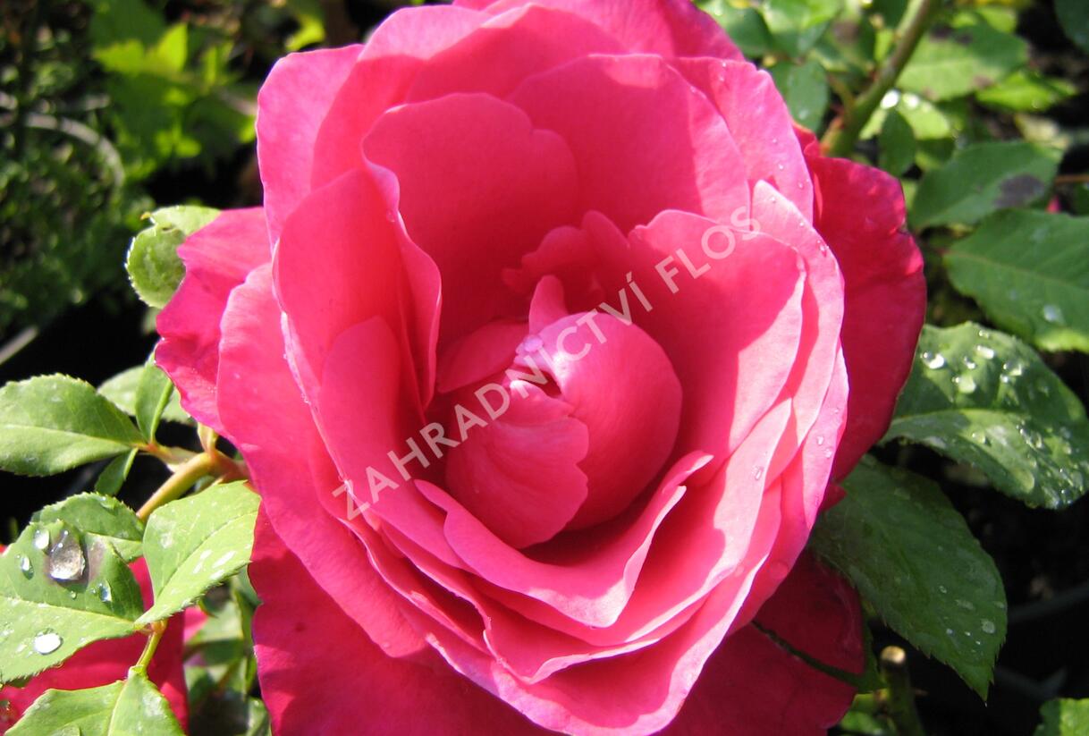 Růže velkokvětá 'Peter Frankenfeld' - Rosa VK 'Peter Frankenfeld'