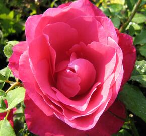 Růže velkokvětá 'Peter Frankenfeld' - Rosa VK 'Peter Frankenfeld'