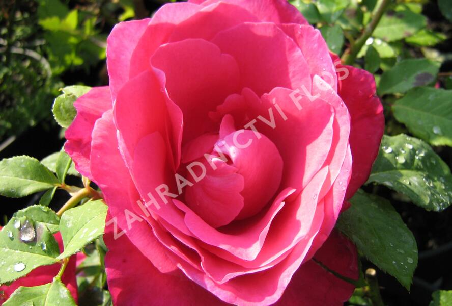 Růže velkokvětá 'Peter Frankenfeld' - Rosa VK 'Peter Frankenfeld'