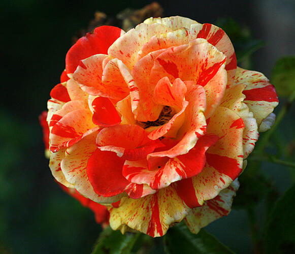 Růže velkokvětá 'Papagena' ('Oranges and Lemons') - Rosa MK 'Papagena' ('Oranges and Lemons')