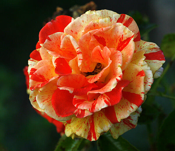 Růže velkokvětá 'Papagena' ('Oranges and Lemons') - Rosa MK 'Papagena' ('Oranges and Lemons')