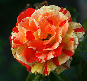 Růže velkokvětá 'Papagena' ('Oranges and Lemons') - Rosa MK 'Papagena' ('Oranges and Lemons')