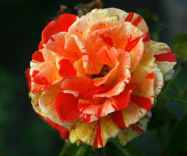 Růže velkokvětá 'Papagena' ('Oranges and Lemons') - Rosa VK 'Papagena' ('Oranges and Lemons')