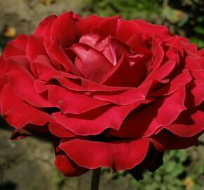 Růže velkokvětá 'Norita' - Rosa VK 'Norita'