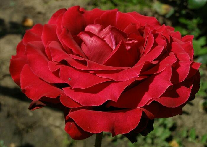Růže velkokvětá 'Norita' - Rosa VK 'Norita'